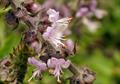 Ocimum sanctum